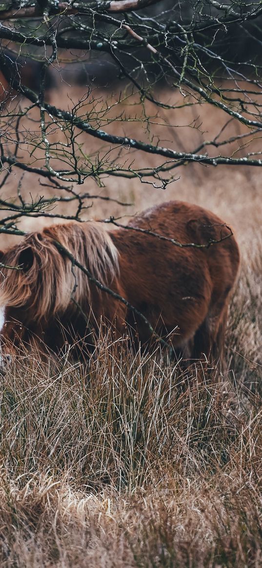 pony, horse, grass, pasture