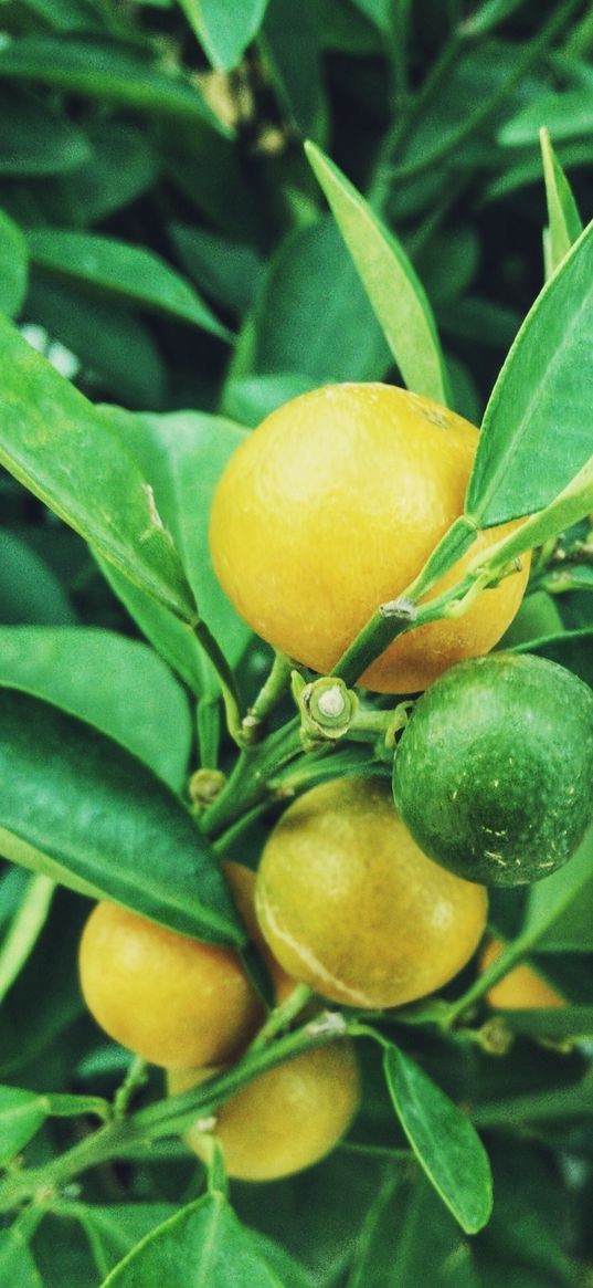 lemons, tree, branch, fruit tree