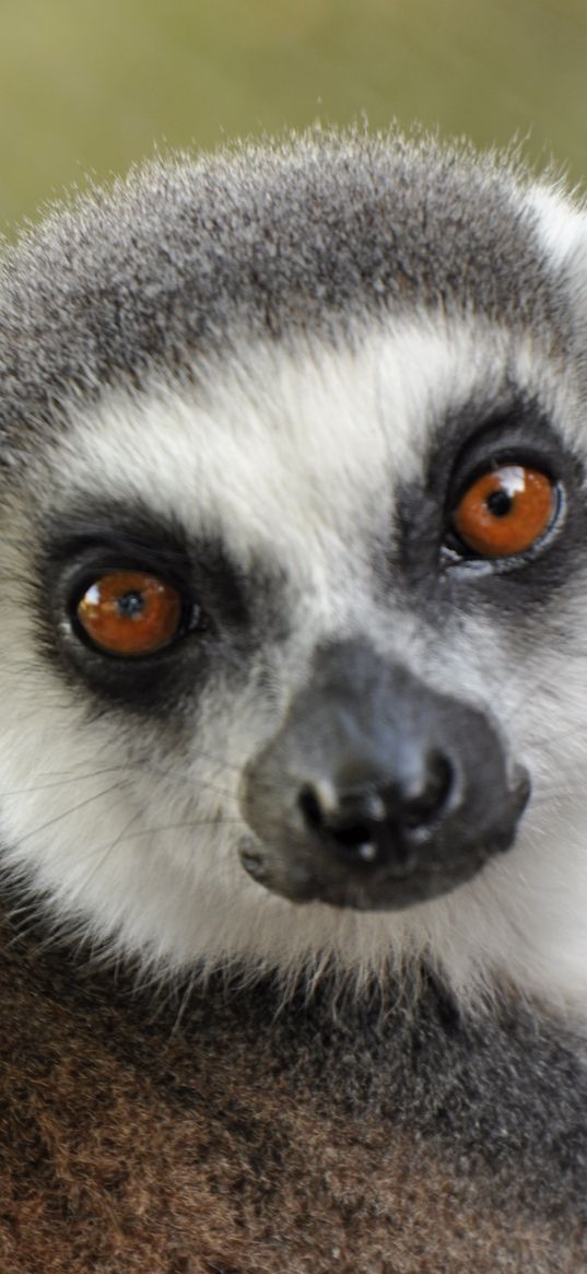 lemur, muzzle, eyes