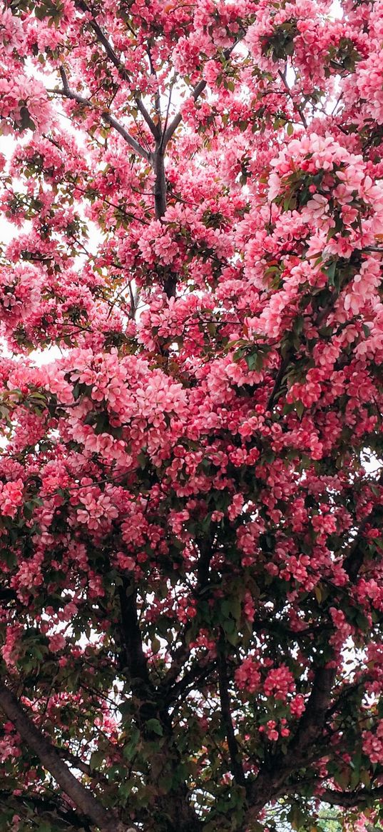 tree, cherry, flowering, spring