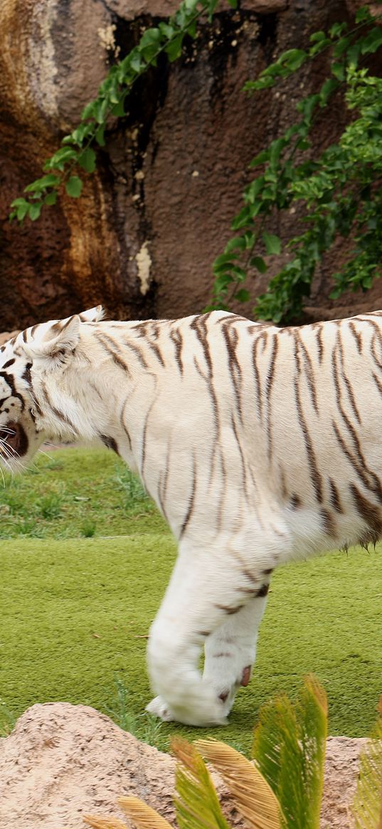 tiger, carnivore, walking, grass