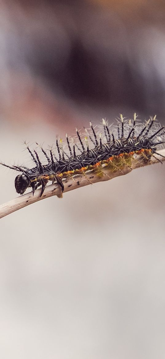 caterpillar, macro, insect, branch