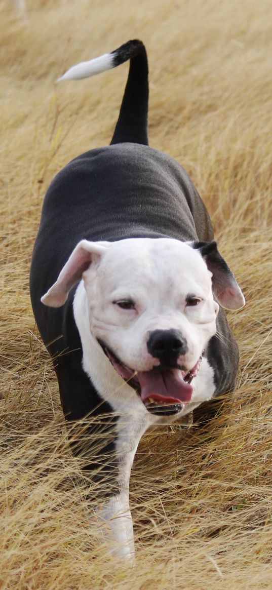 pit bull, dog, grass, walk