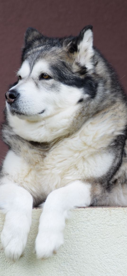 alaskan malamute, malamute, dog