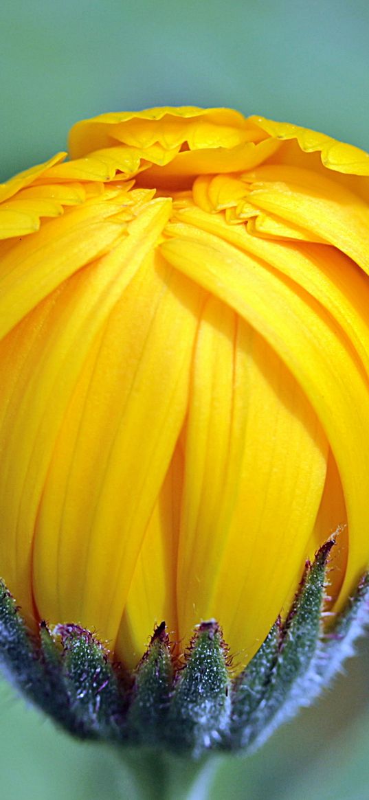 marigolds, calendula, flower, bud