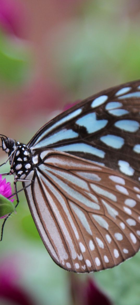 butterfly, clover, flower, wings