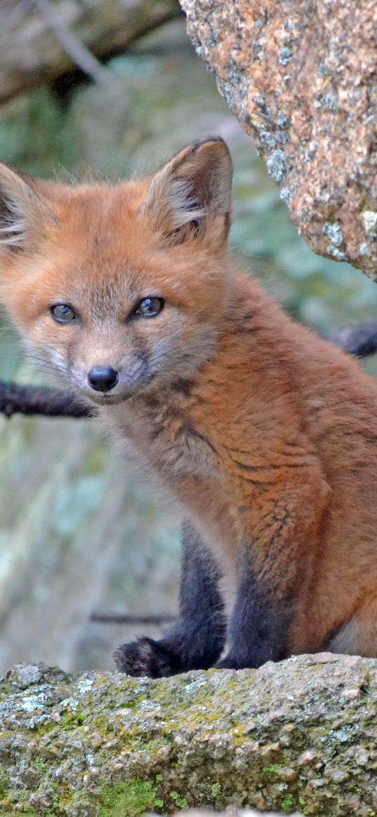 fox cub, baby, sit, stones, moss