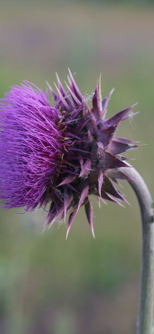 thistle, flower, grass, stem, blurred