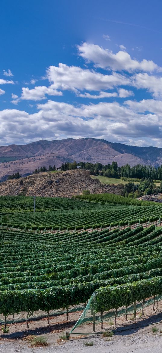 vineyard, field, lake