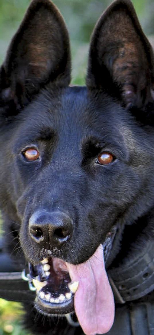 german shepherd, dog, military, protruding tongue