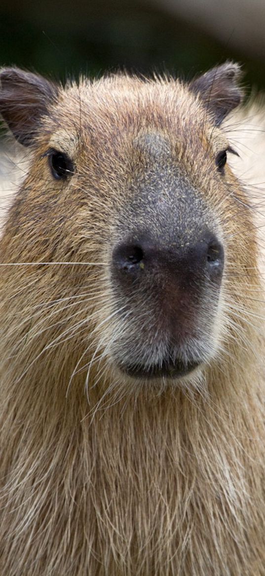 capybara, muzzle, nose