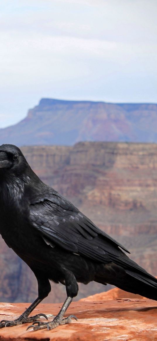 crows, bird, canyon