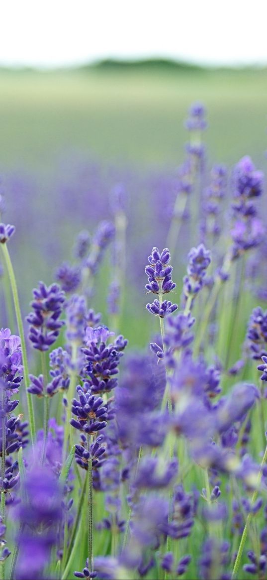 lavender, flowers, field, blurred