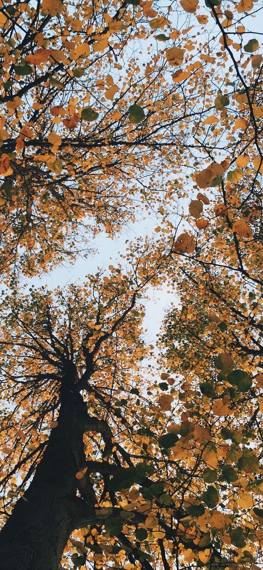 trees, autumn, view from below