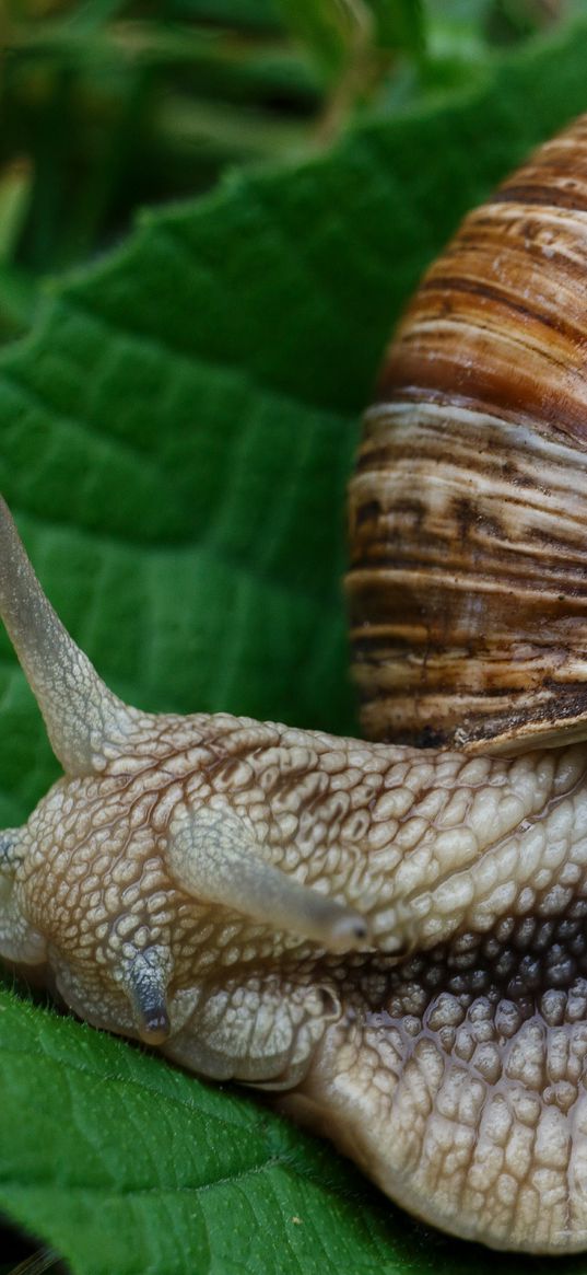 snail, slugs, macro, shell