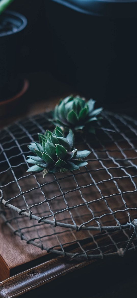 cactus, houseplant, table