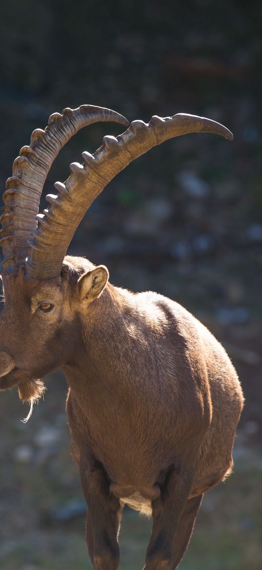 mountain goat, horn, alps