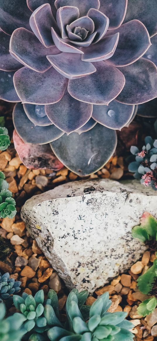 succulents, flowers, plant