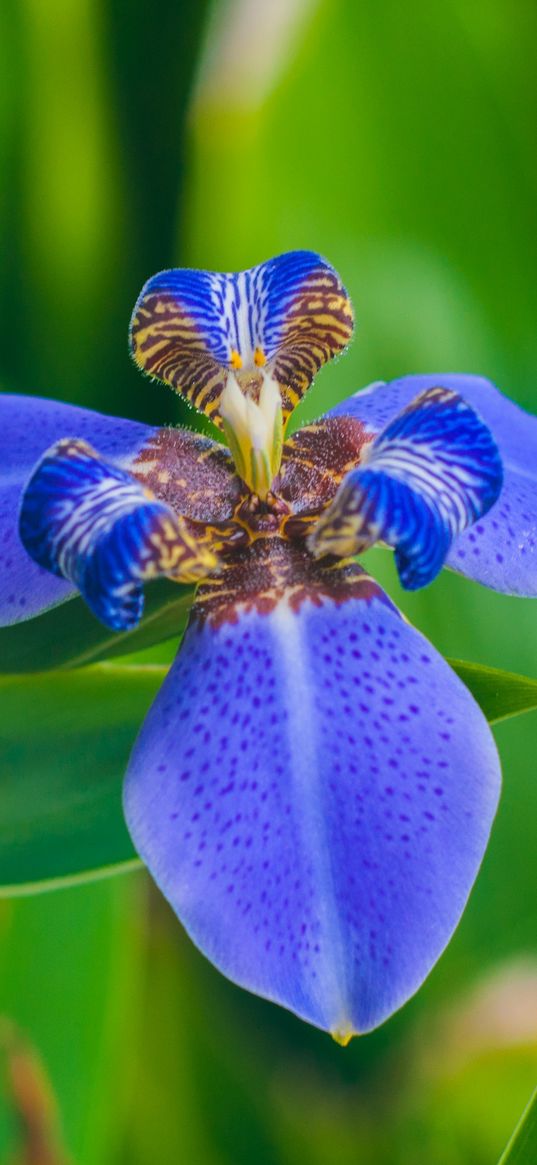 iris, flower, petals