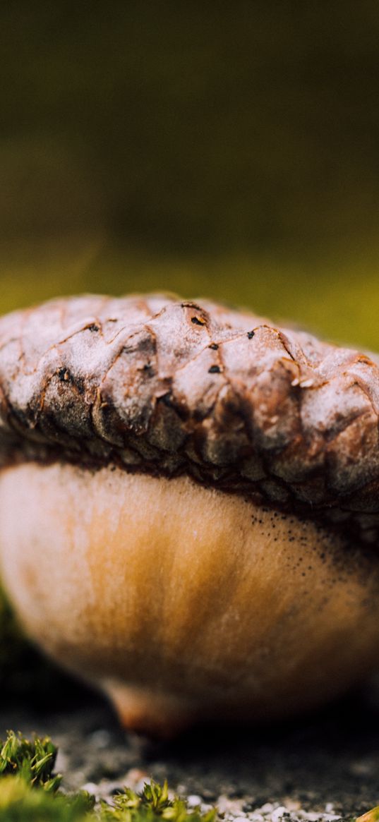 acorn, seed, close-up