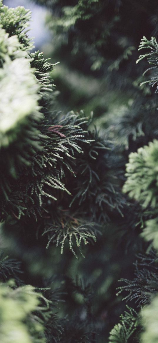 bush, pine needles, branches, close-up