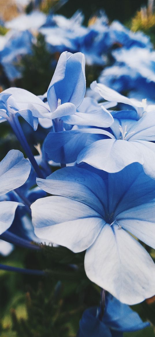 flowers, flower bed, blue