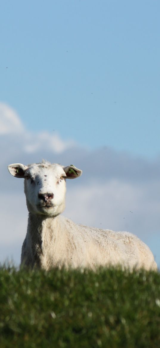 sheep, pasture, meadow, farm