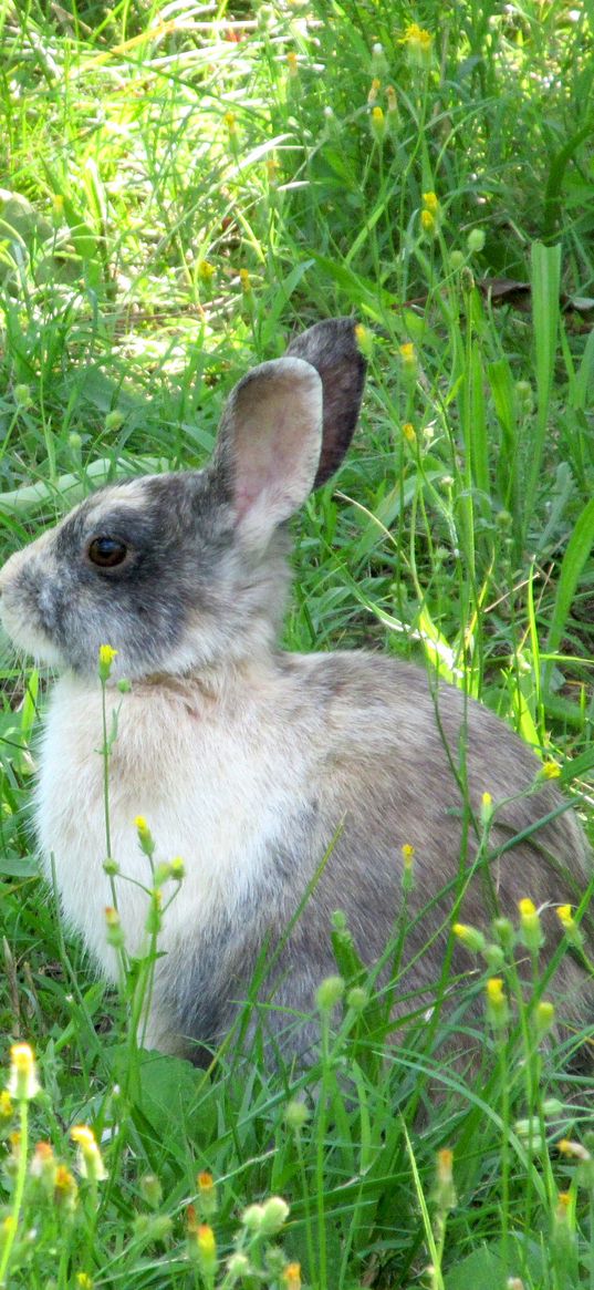 rabbit, hare, grass, sit