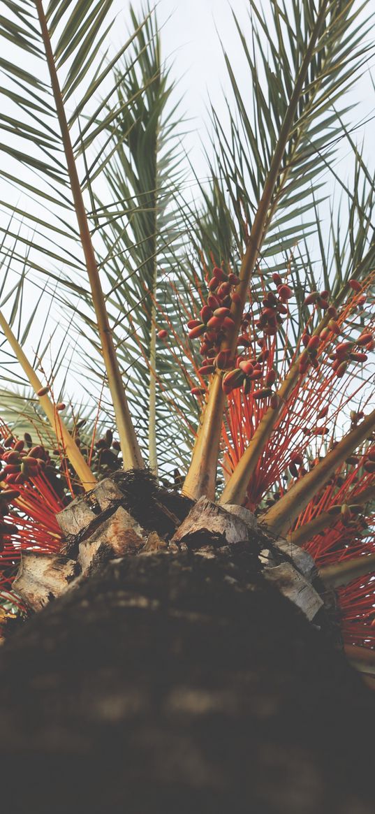 palm tree, view from below, tropical, branches, trunk