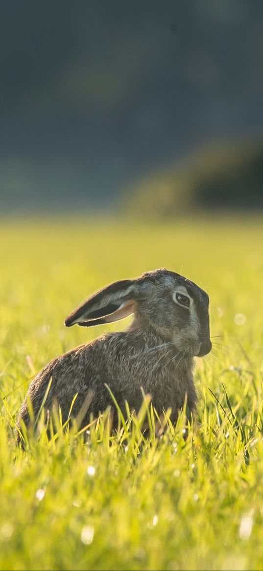 hare, grass, funny, sitting