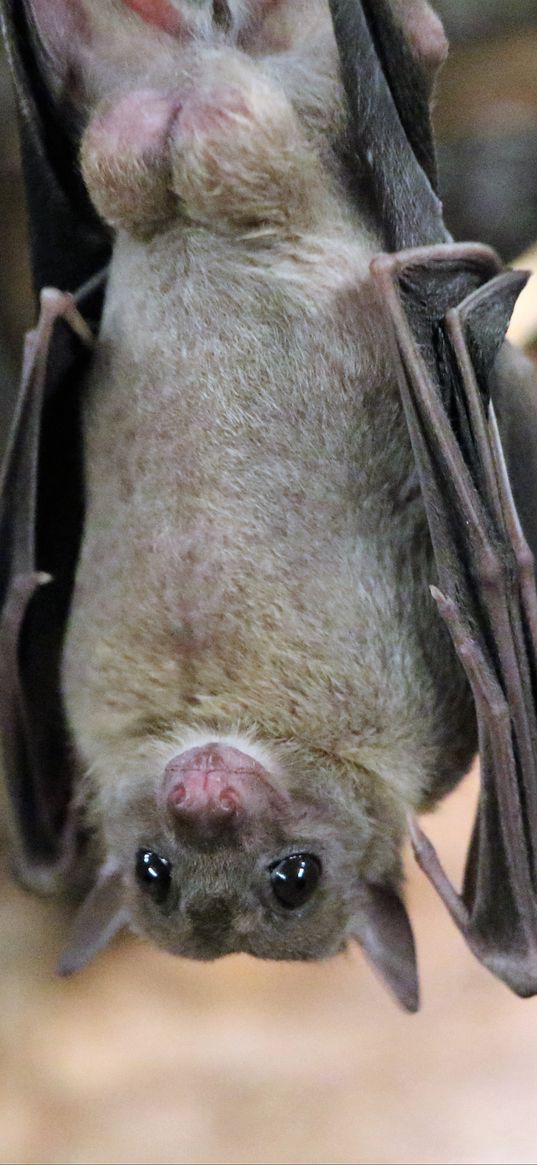 megabat, flying dog, mammal