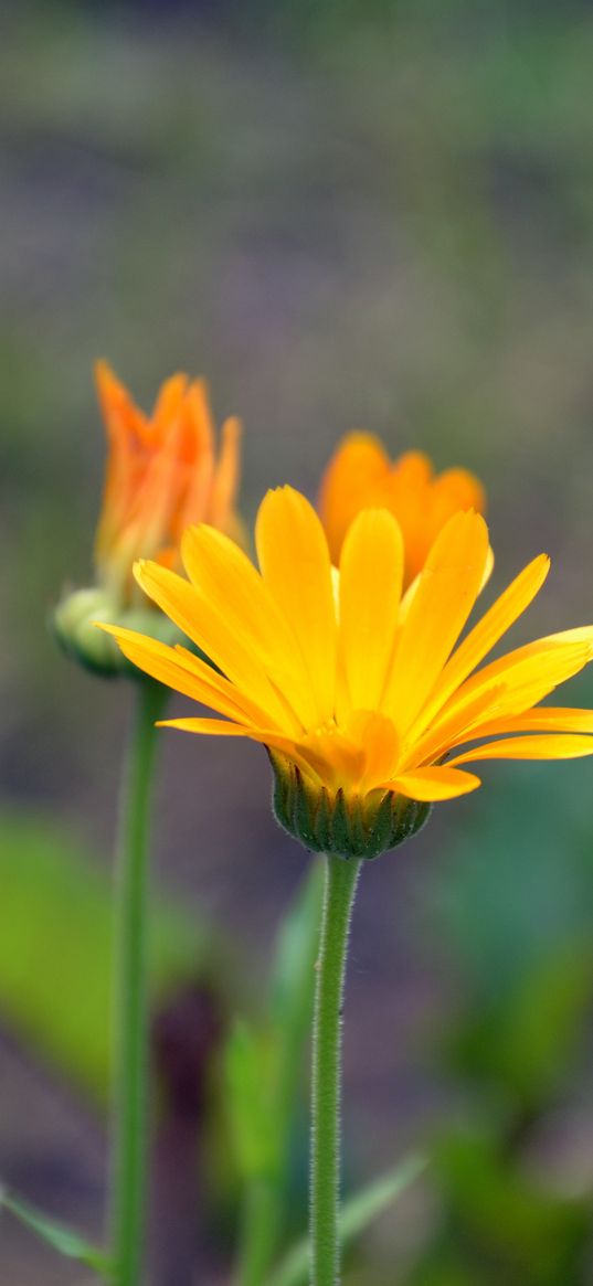 calendula, flowers, blur, close-up