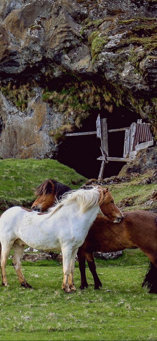 horse, pasture, farm, grass, structure