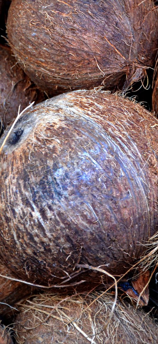 coconuts, fruits, palm