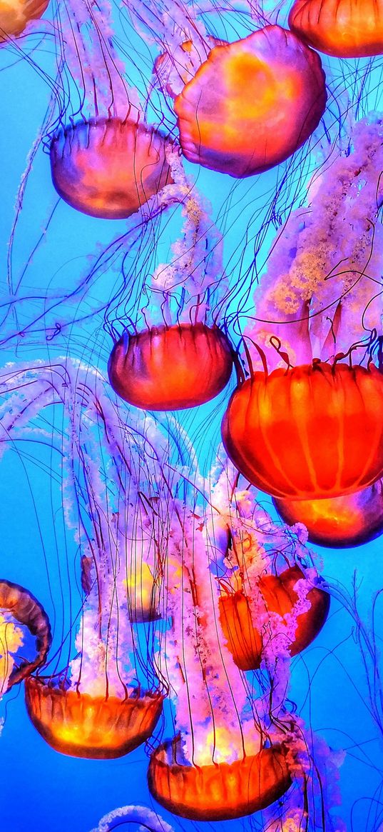 jellyfish, underwater, swimming