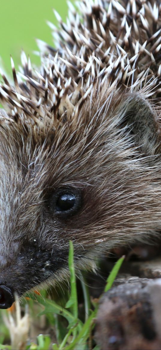 hedgehog, spines, flower