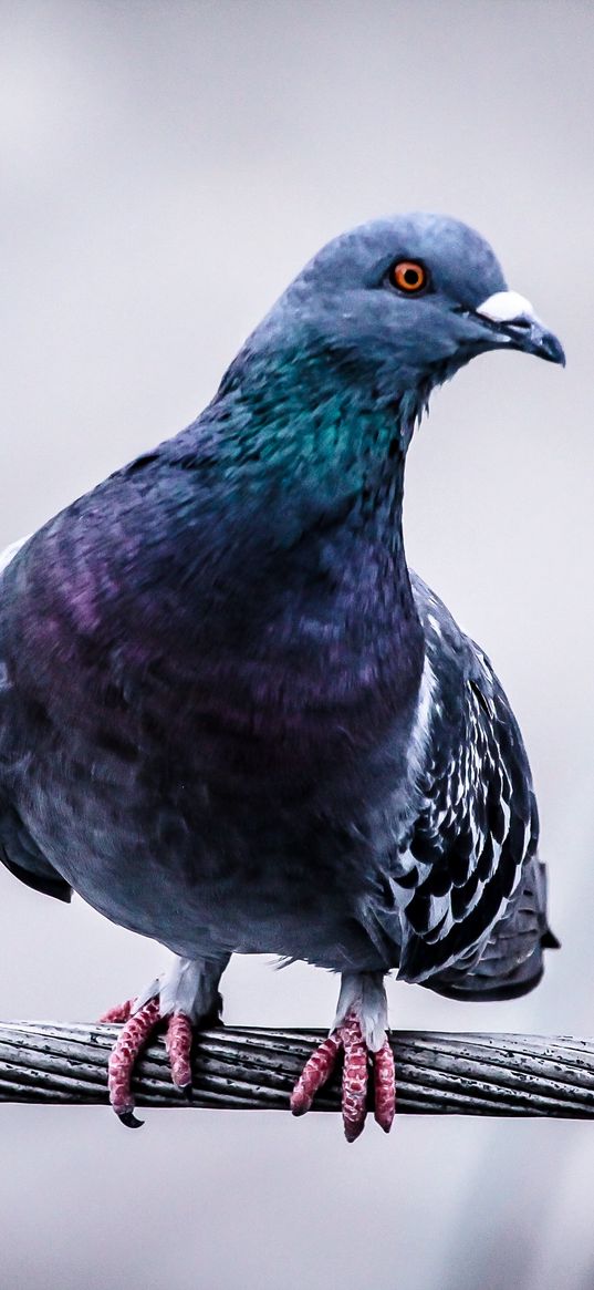 dove, bird, wire, sit