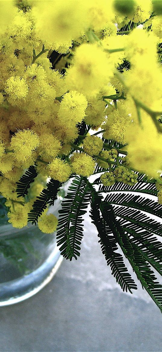 mimosa, flowers, bouquet, vase