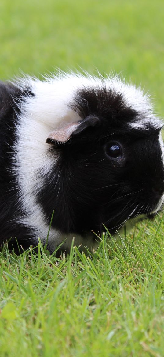 guinea pig, grass, walk, rodent, shaggy