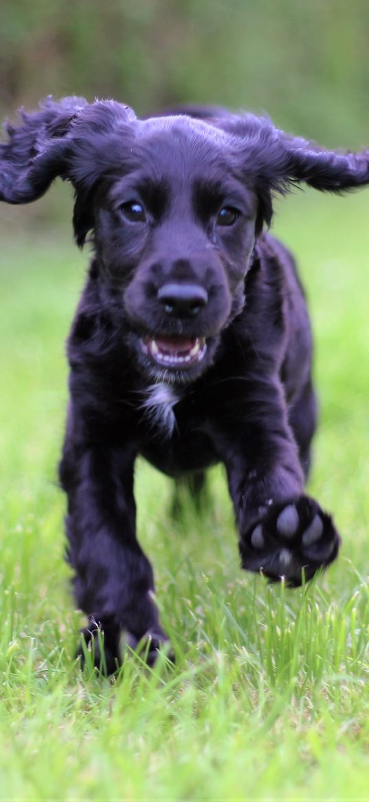 cocker spaniel, puppy, walking