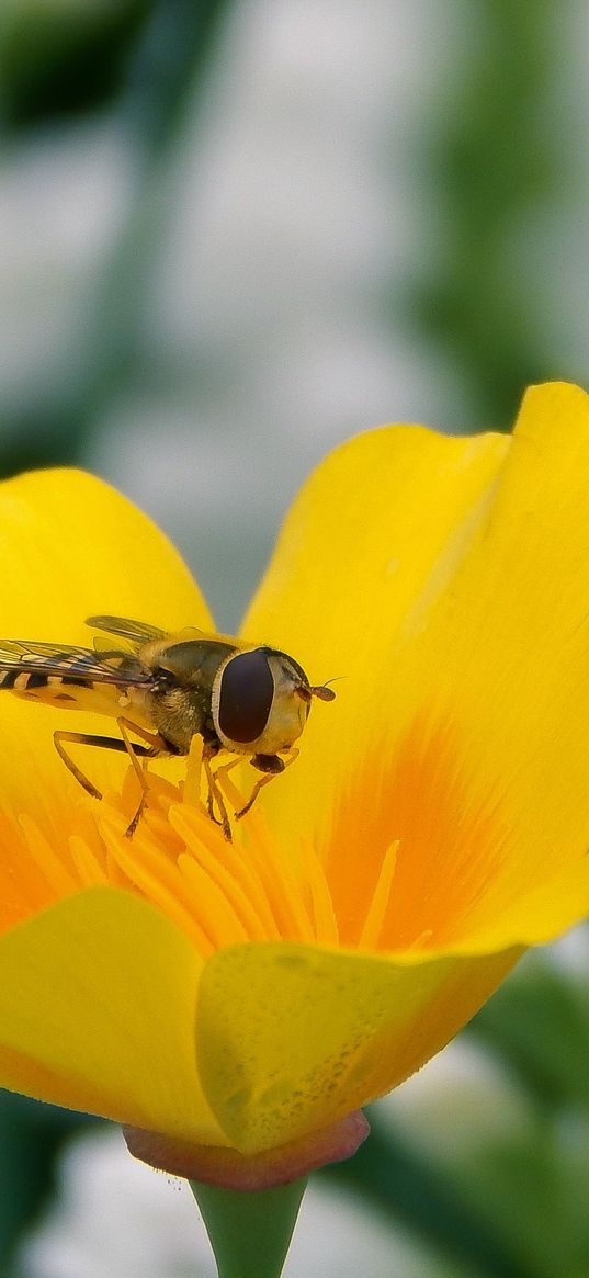 flower, bee, pollination, insect