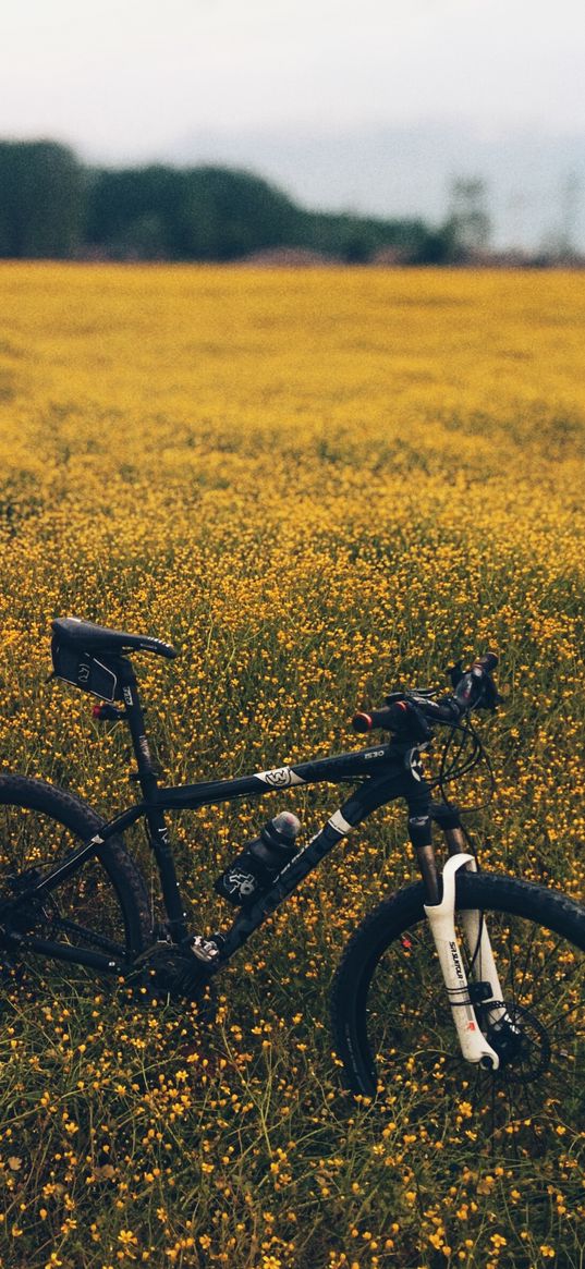 field, meadow, grass, bicycle, flowers