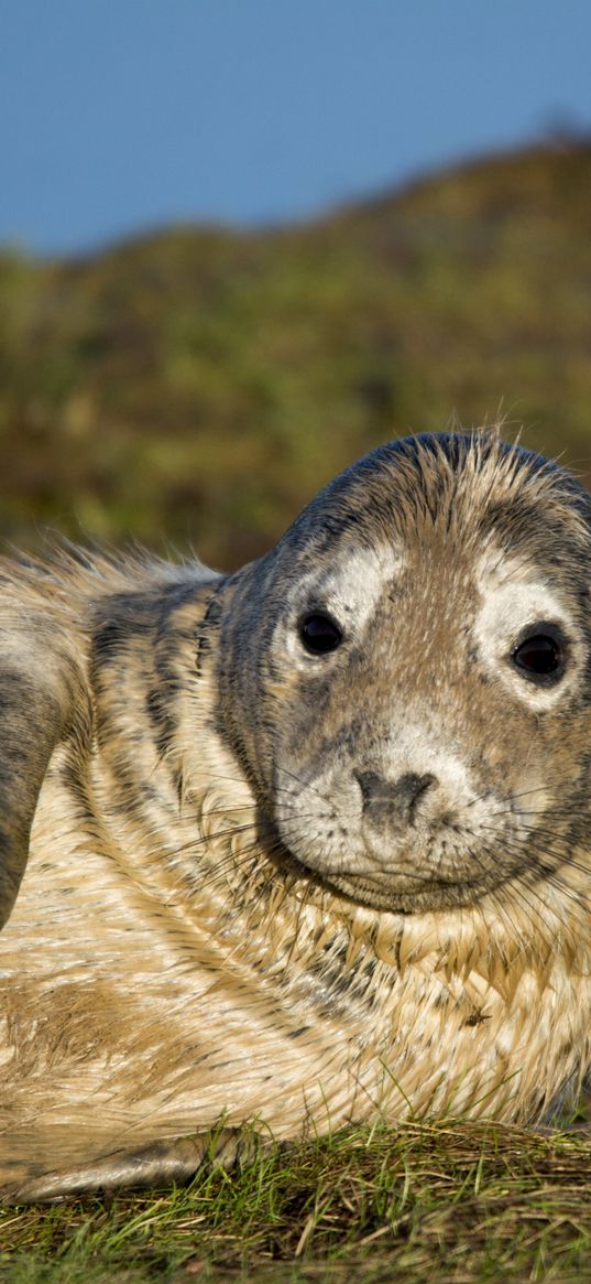 seal, fur seal, wet, lying