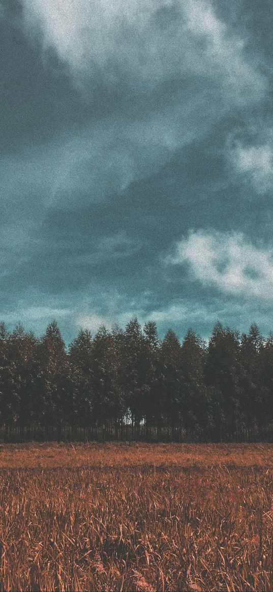 meadow, forest, field, sky, trees