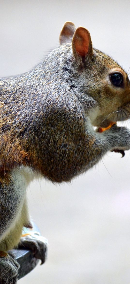 squirrel, sitting, eating