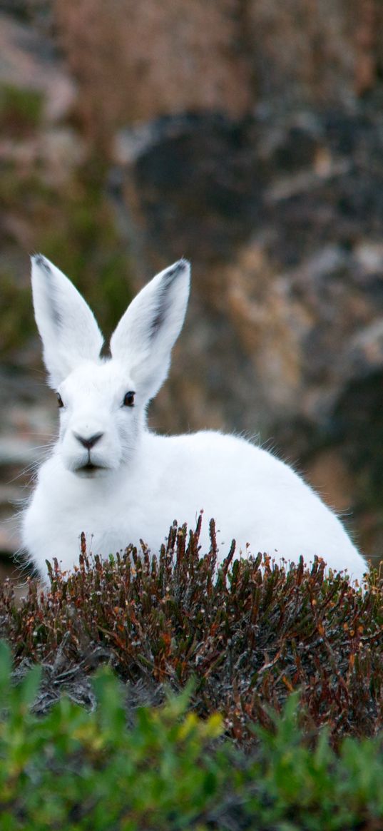 arctic hare, hare, polar, grass