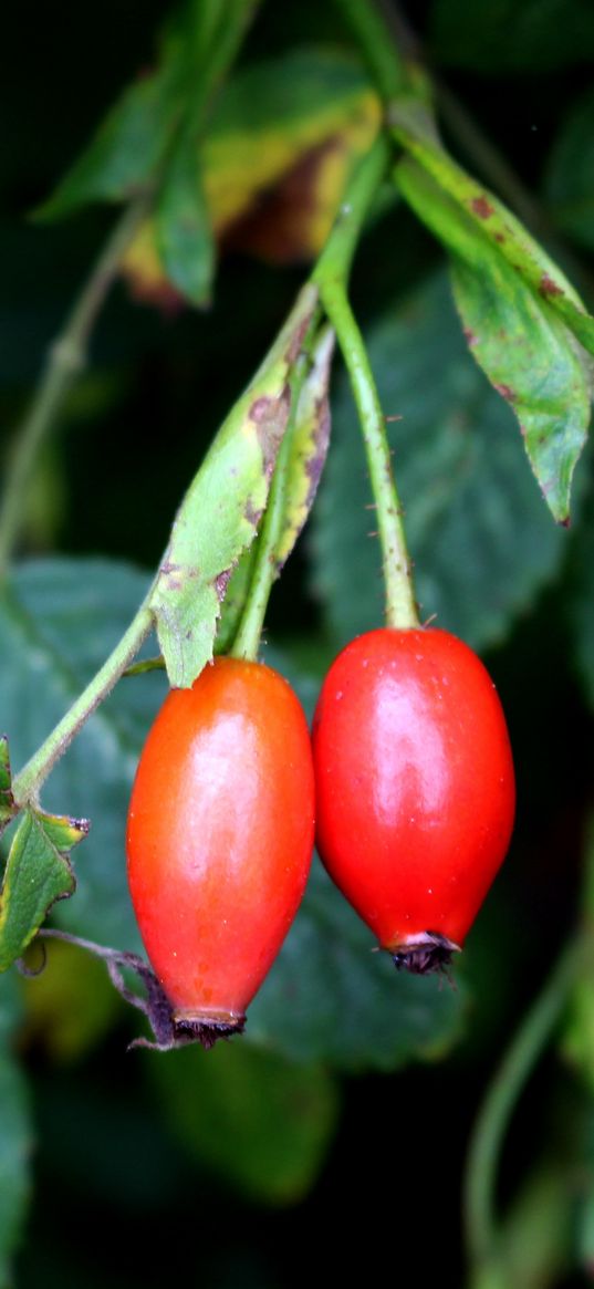 rosehip, fruits, berries, branches