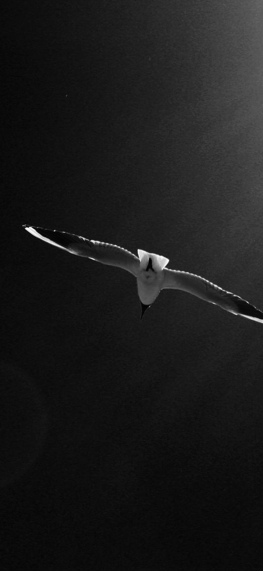 seagull, bird, sky, bw