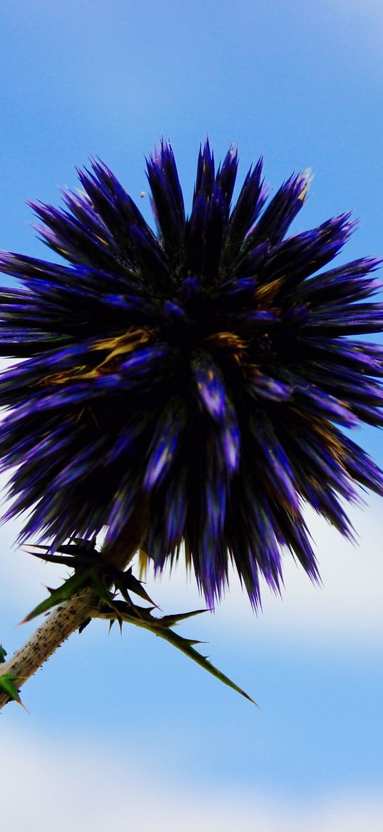 thistle, flower, purple