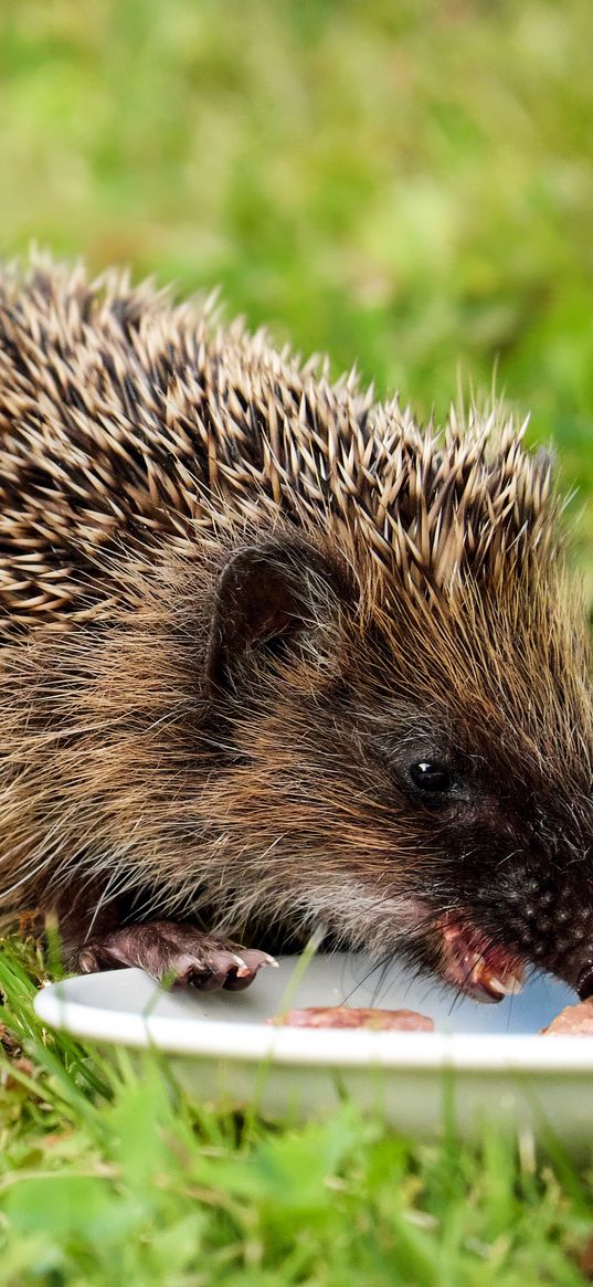 hedgehog, dish, food, grass